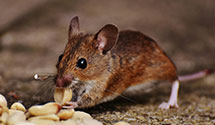 24 Hour & Emergency Exterminators in Shady Grove, PA